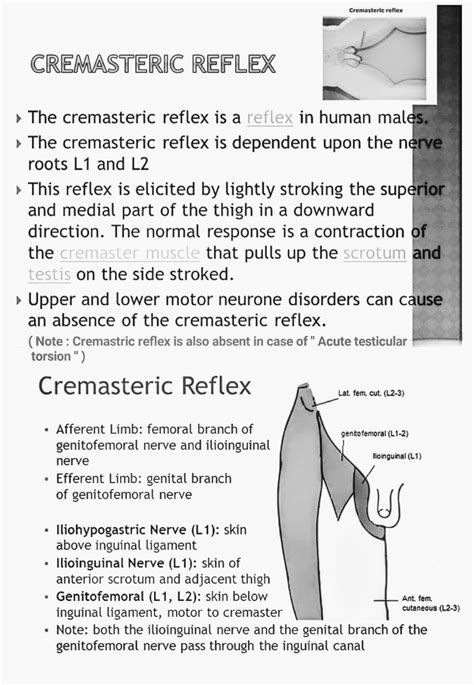 Image result for Cremasteric Muscle Contraction
