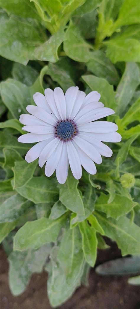 Buy Best quality Dimorphotheca Glistening White Seeds Online - Organicbazar