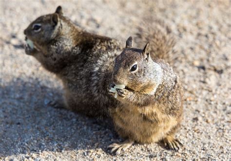 Squirrel As Pet In California at Leonard Gagliano blog