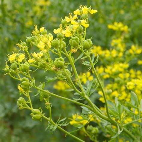 Arutha Plant - Ruta graveolens – Garden Mithra