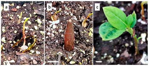 Genome Doubling of Northern Spicebush, Lindera benzoin L.
