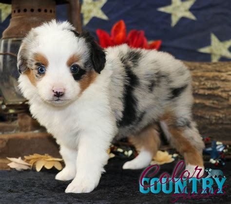 Double Merle Australian Shepherd Puppy