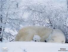 polar backgrounds polar wallpaper desktop animal polar backgrounds polar wallpaper desktop animal