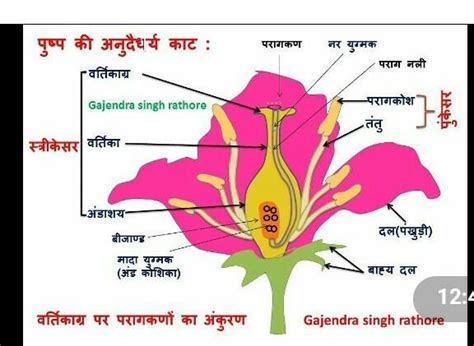 पुष्प के बीजाण्ड का स्वच्छ नामांकित चित्र बनाइये। - Brainly.in