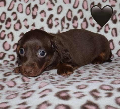 Baylees Black - Miniature Dachshund Puppy for Sale in Lovely, KY ...