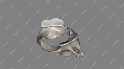 Premium Photo | The atlas plural atlases is the first cervical vertebra ...