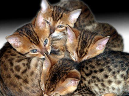 Sanatçılar en çok KEDİ sever - Kedi Resimleri (3. Katalog) - Sayfa 13