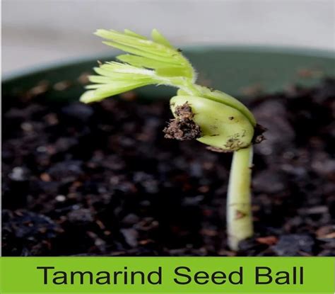 Seed Balls - Compost Mixed Moringa Seed Ball - Pack of 1000 Balls ...