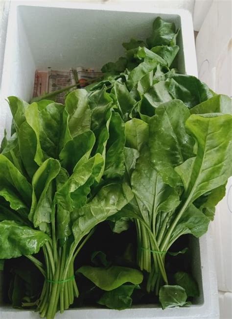 OMS Fresh Vegetables Exports | Denkanikottai | Export and Import | Ukno ...