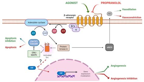 Propranolol: A “Pick and Roll” Team Player in Benign Tumors and Cancer ...