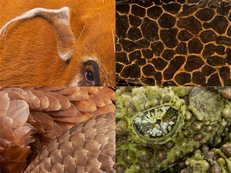 Image result for Copulation in Animals