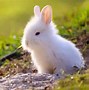 Image result for Cute Female Bunny Names