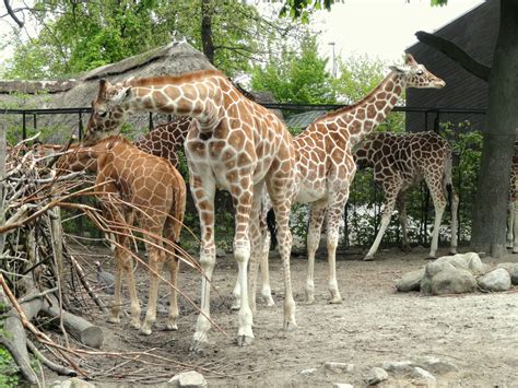 File:Giraffes - Copenhagen Zoo - DSC09012.JPG - Wikimedia Commons