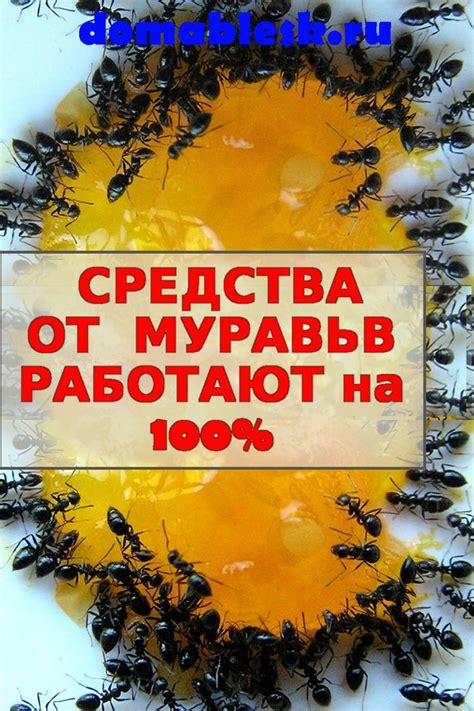 📌ИЗБАВИТЬСЯ ОТ МУРАВЬЕВ В ДОМЕ ОЧЕНЬ ЛЕГКО! | Муравьи, Как избавиться ...