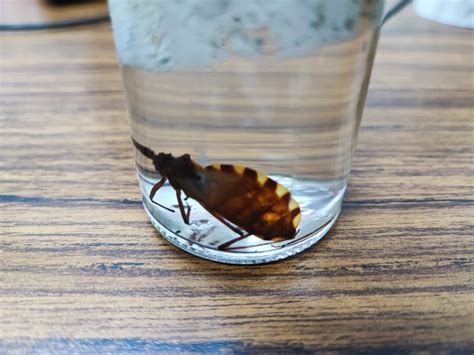 Si has sido picado por esta Chinche, podrías tener Chagas