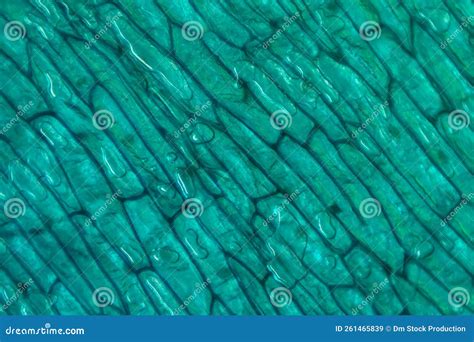 Onion epidermis with cells stock image. Image of botanical - 261465839