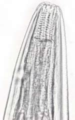 Ascarops strongylina Rudolphi Rudolphi 1933 1933