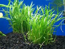 plante d eau potted micro sword aquarium live plant aquarium plants plante d eau potted micro sword aquarium live plant aquarium plants