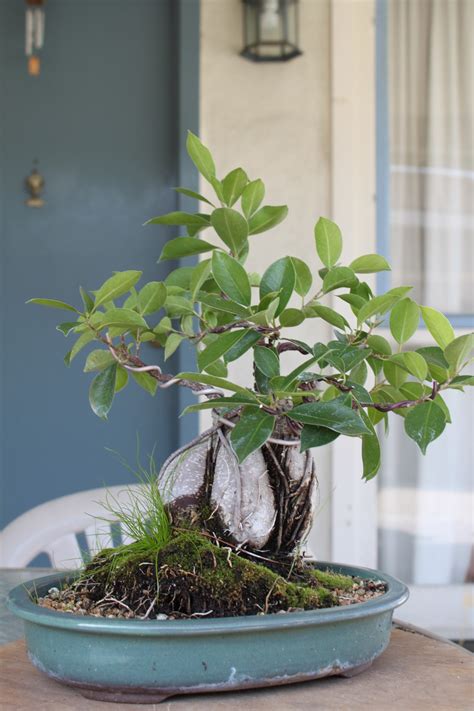 Pruning Ficus Retusa Bonsai