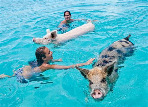 Example of Animals Can Swim 的图像结果