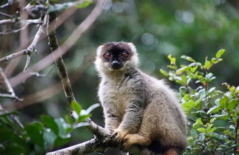 10 Interesting Facts About Madagascar | Bunnik Tours