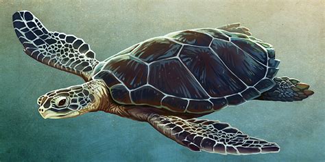 Loggerhead Turtle Predators 的图像结果