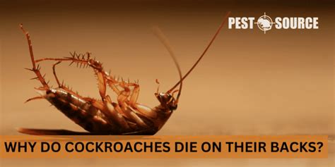 Cockroach - Pest Source