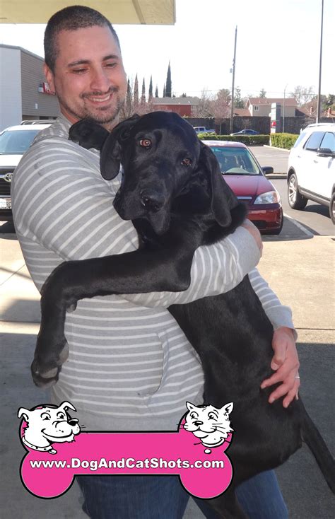 Rottweiler Great Dane Mix