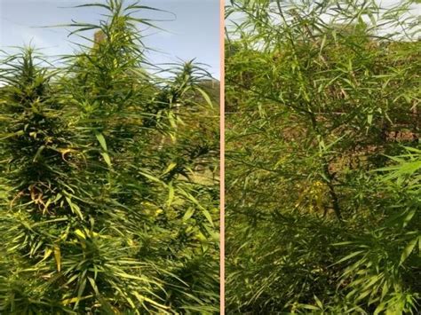 SOG arrests farmer with 17 ganja plants worth Rs 1.07 lakh from ...