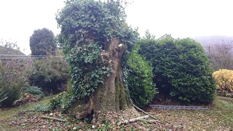 A bit of work in a garden reveals a few interesting things — Treescapes