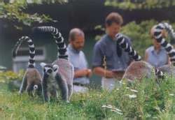 ZooLex Exhibit - Lemur Walk-Through