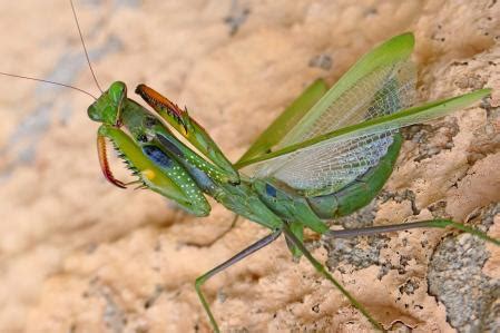La defensa alada de la mantis religiosa