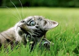 Image result for Show Me a Picture of Cute Cats