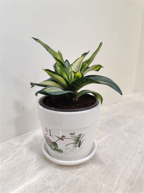 Buy Snake Plant for Corporate Gifting | Fresh Air Office Plant ...