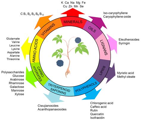 Eleutherococcus senticosus (Acanthopanax senticosus): An Important ...