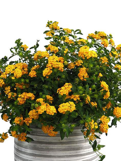Lantana montevidensis | Fronda