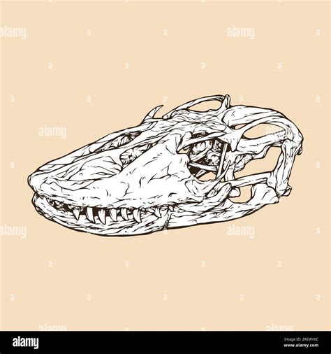 Dragon head drawing Stock Vector Images - Alamy