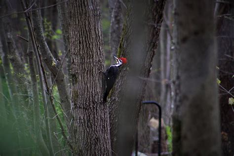 Pileated Woodpecker (Central MA) : r/birding
