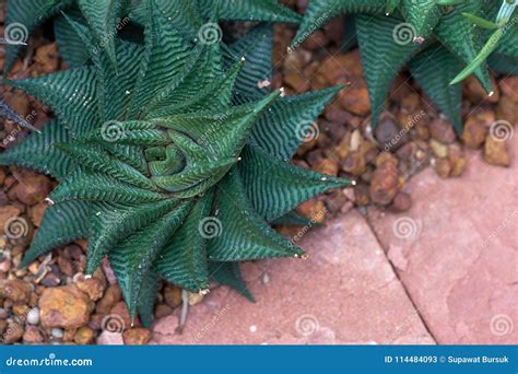 A Xerophyte, Called Zebra Fasciata Haworthia, a Plant with Stripes Like a Zebra. Cultivating on ...