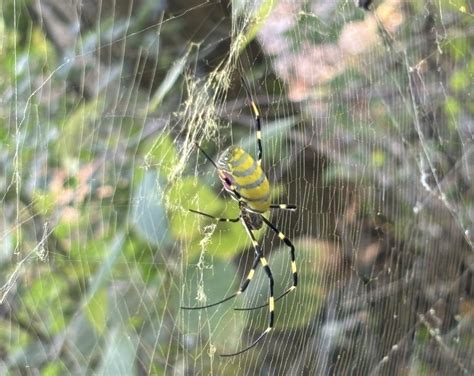 BOLO For Joro Spiders In Great Smoky Mountains National Park