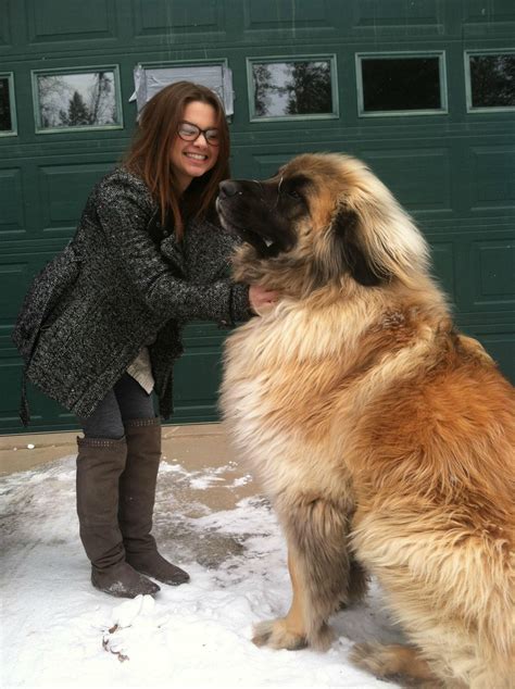 Meet Simba. He's a Leonberger. | Puppies, Cute animals, German mountain dog