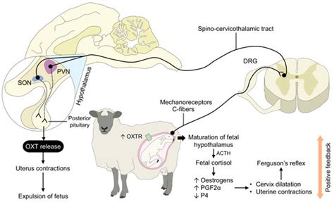 Animals | Special Issue : Animal Perinatology: Behavior and Health of ...