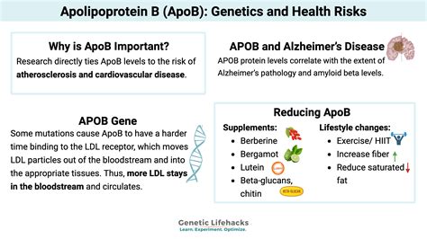 APOB gene: Apolipoprotein B Levels and Health Risks