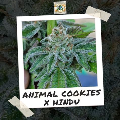 Animal Cookies x Hindu strain | An Indulgent Yet Profound Embrace