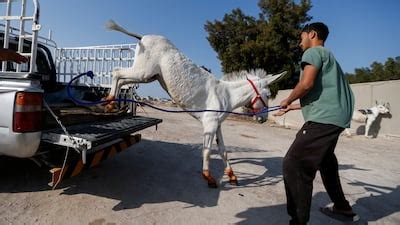 Traditional donkey racing in Bahrain - in pictures | The National