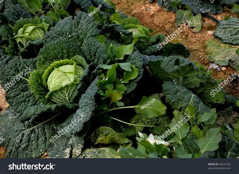 Cabbage Tree Spanish at Bruce Moreno blog