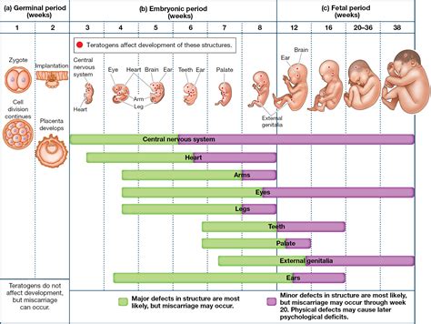 Image result for Pre-Embryonic Development