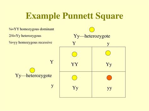 Image result for Complementary Protein Synthesis Strand