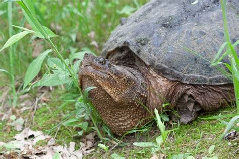 Image result for Snapping Turtle Running