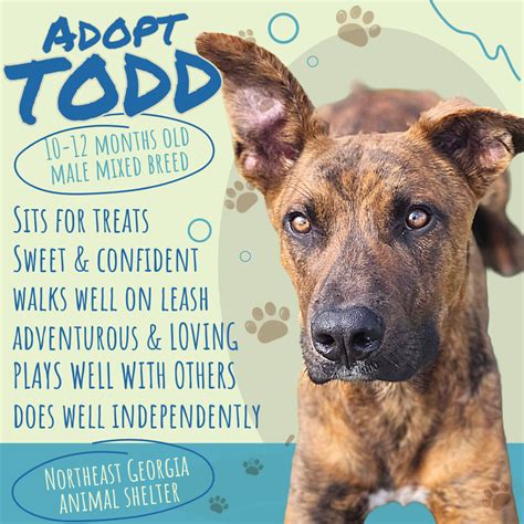 Todd: Young Mixed-Breed Dog Available for Adoption at Northeast Georgia ...